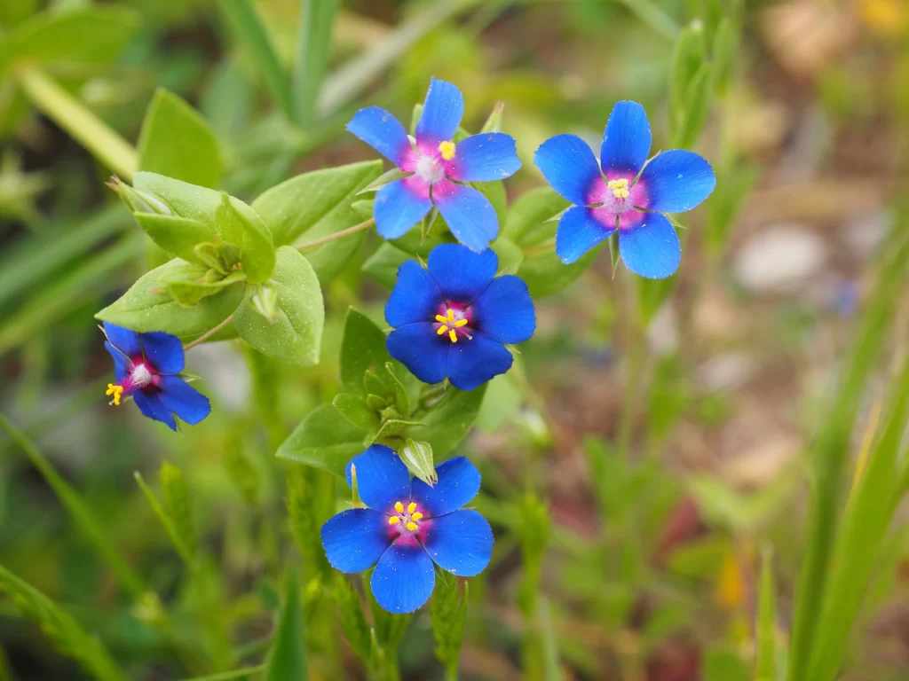 Blue Primrose Petals Yellow Stamen Green Leaves