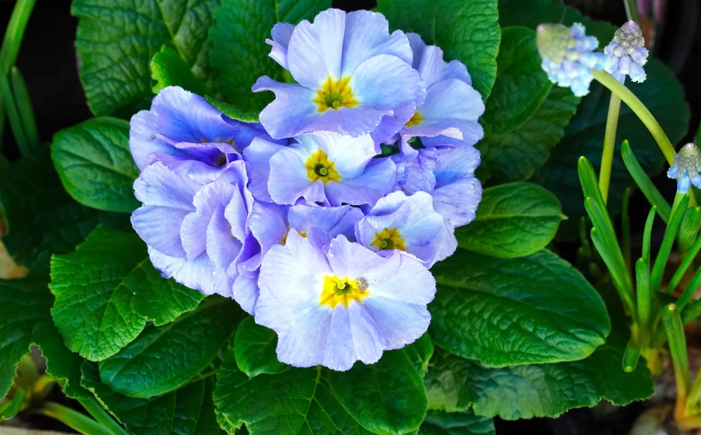 Blue Primrose Petals Yellow Center Green Leaves