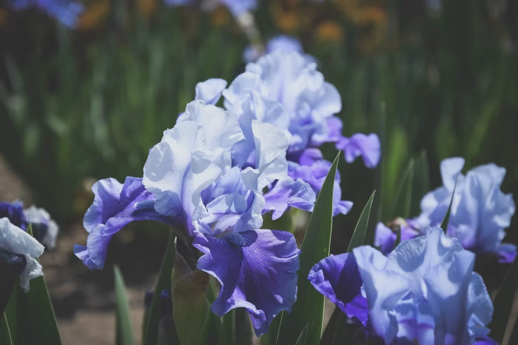 Blue Purple Iris Ruffled Petals Sunlight