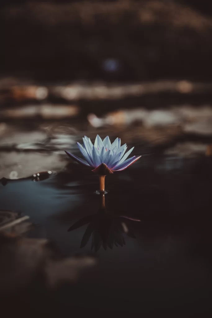 Blue Water Lily Petals Reflection Dark