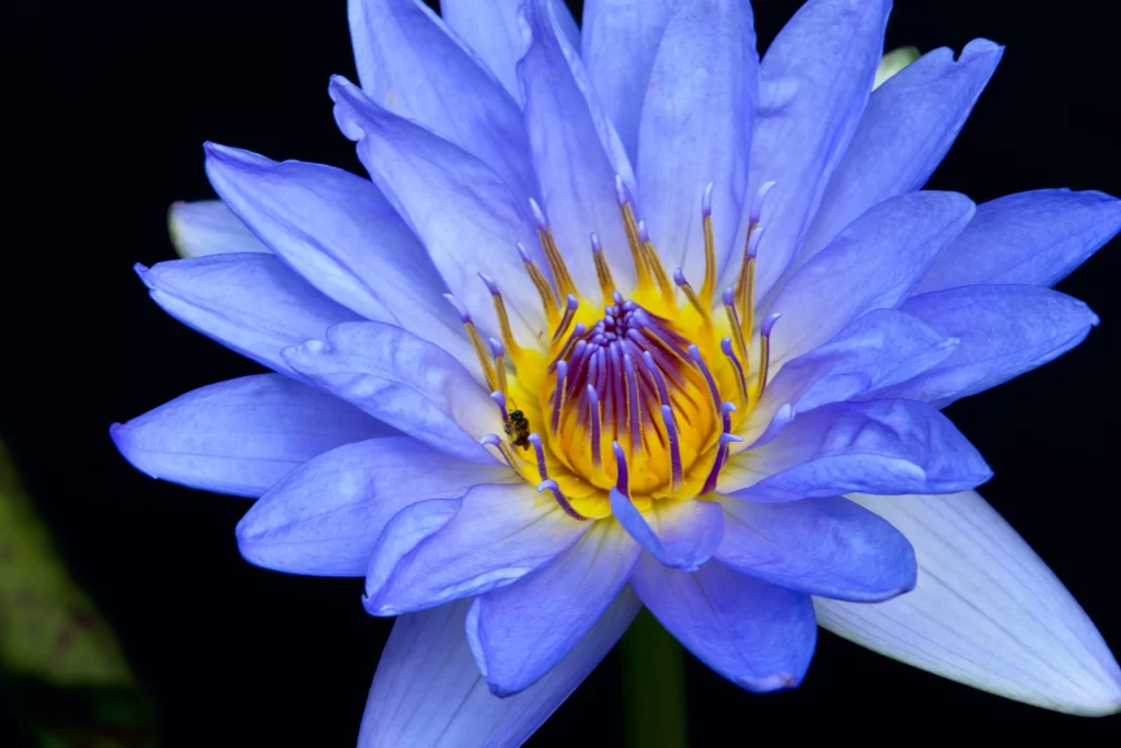 Blue Water Lily Petals Yellow Center