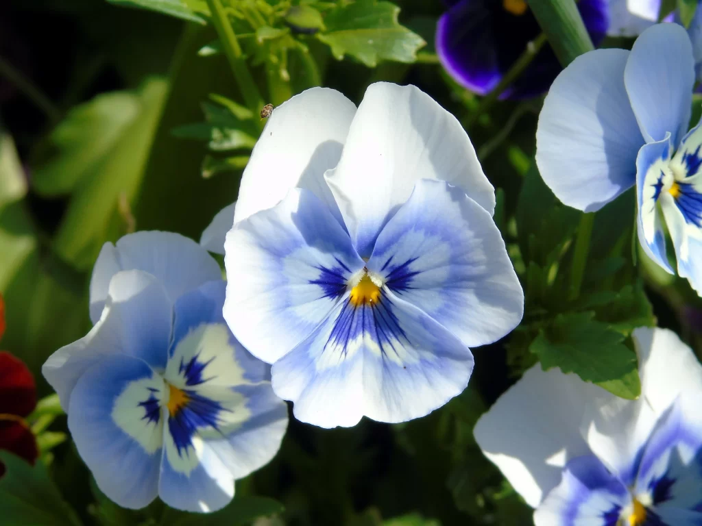 Blue White Petals Yellow Center