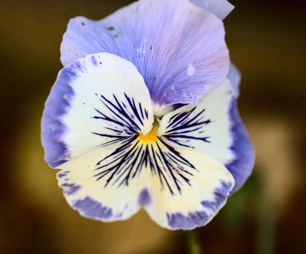 Blue White Purple Pansy Petals Stripes Yellow Center