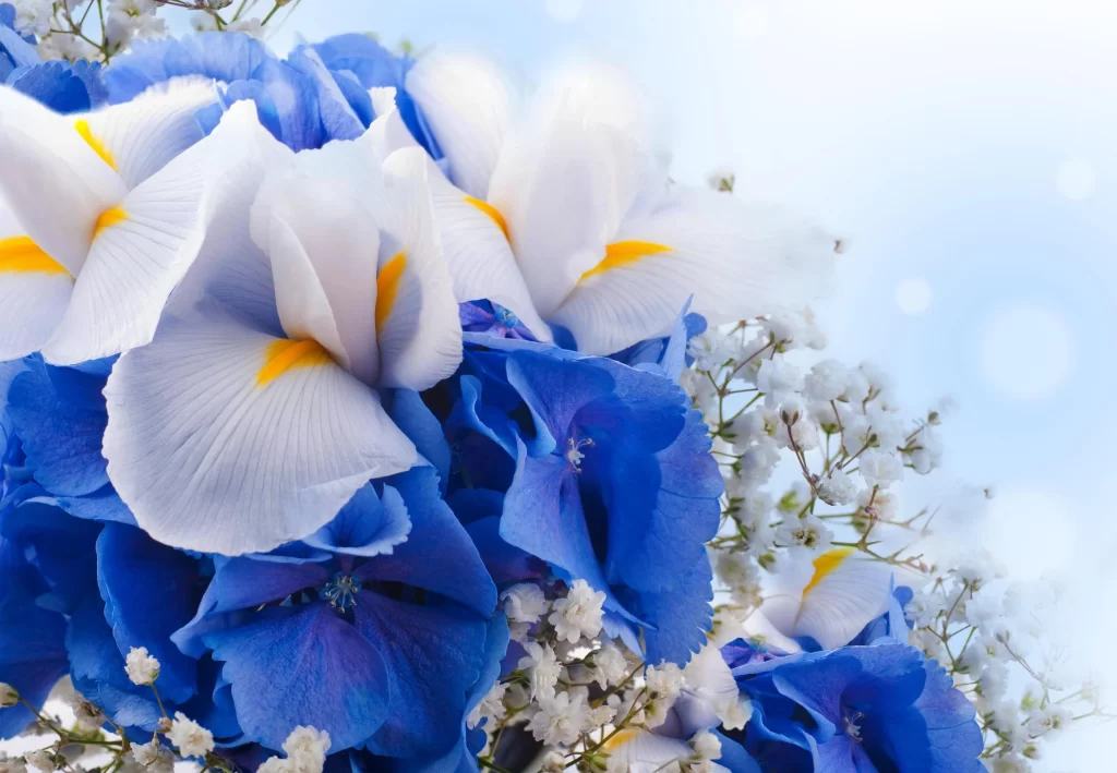 Blue White Yellow Iris Petals