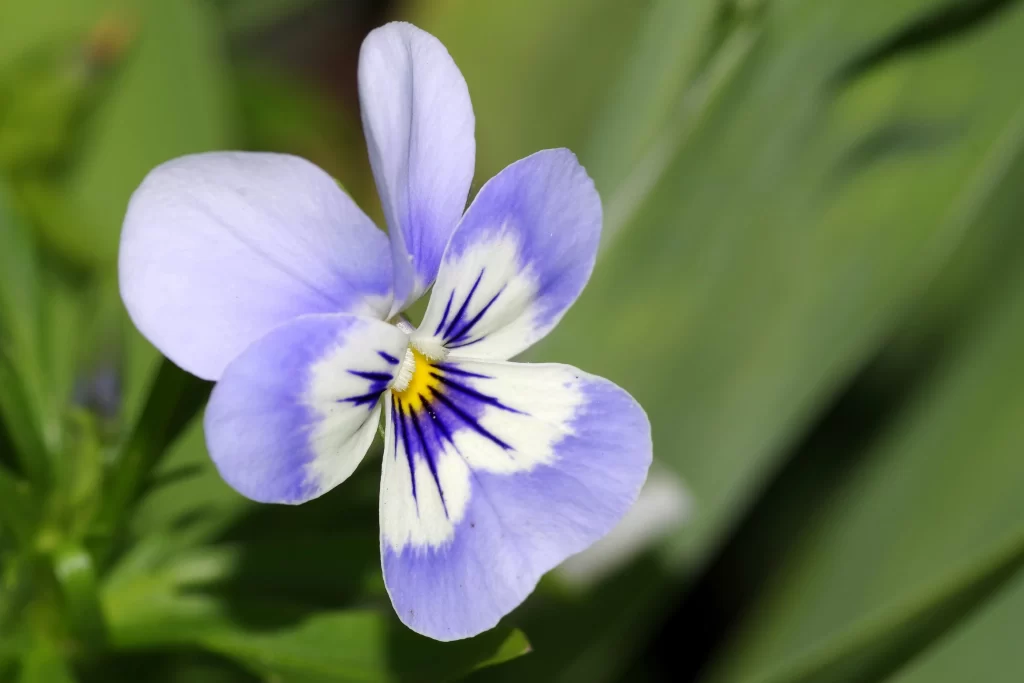 Blue White Yellow Petals Center