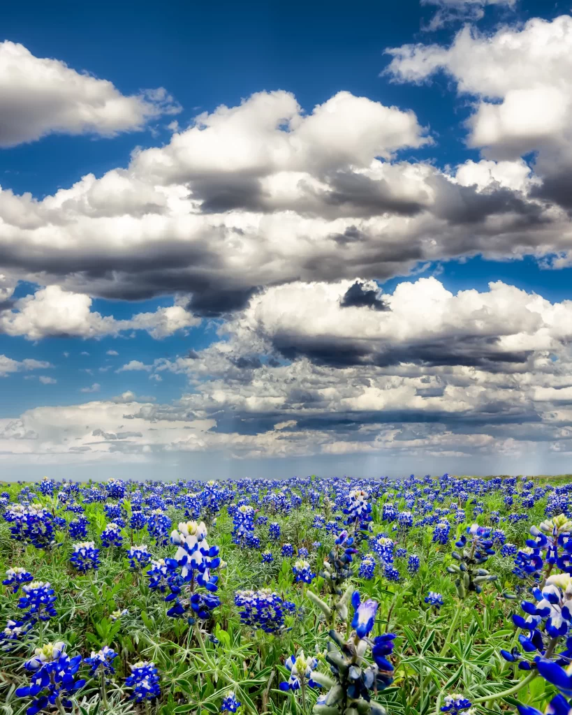 Blue Wildflower Field Sky Clouds