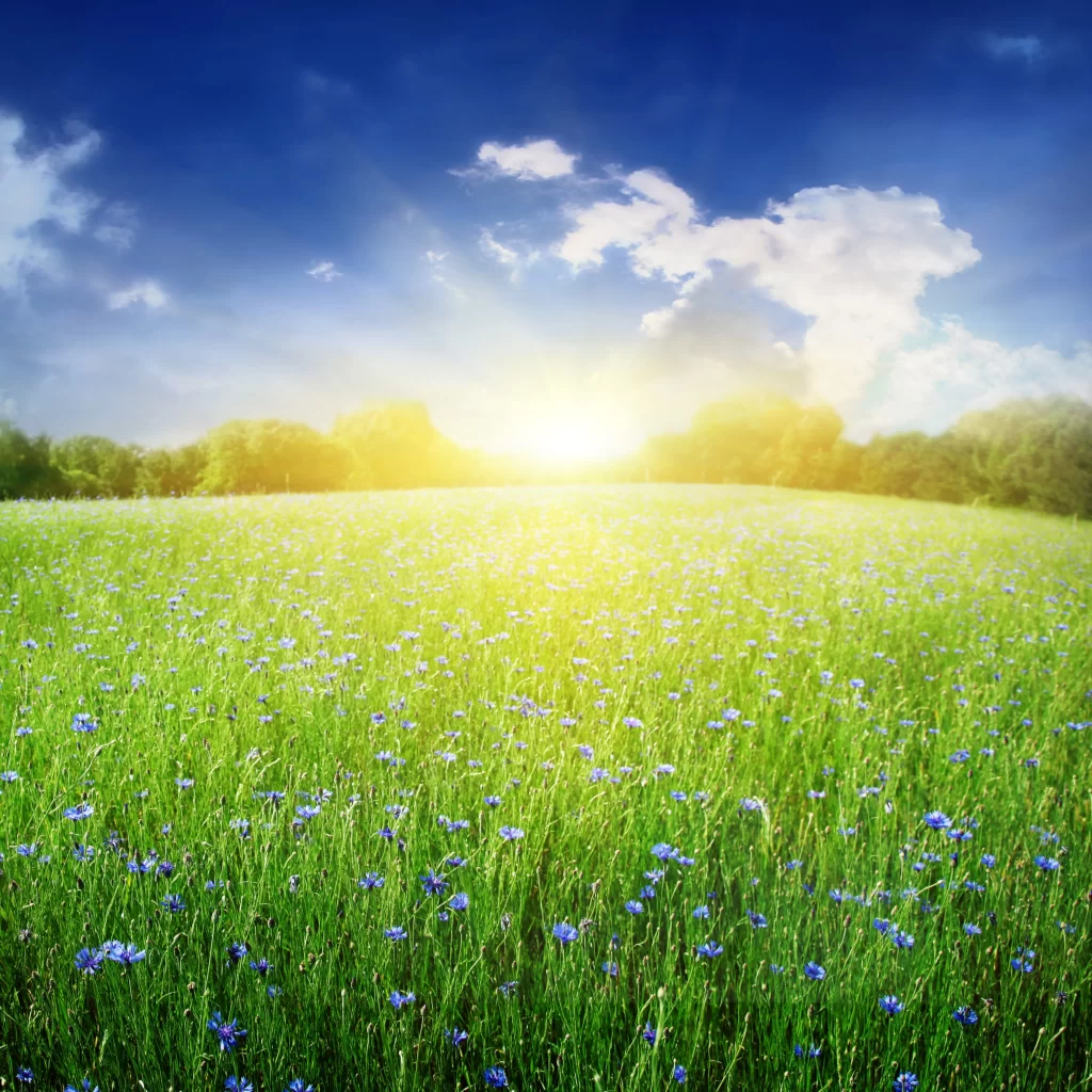 Blue Wildflower Field Sunlight Greenery