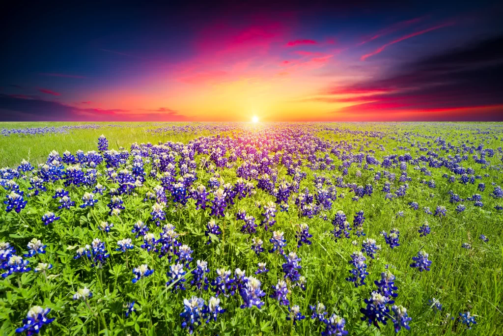 Blue Wildflower Field Sunset Sky