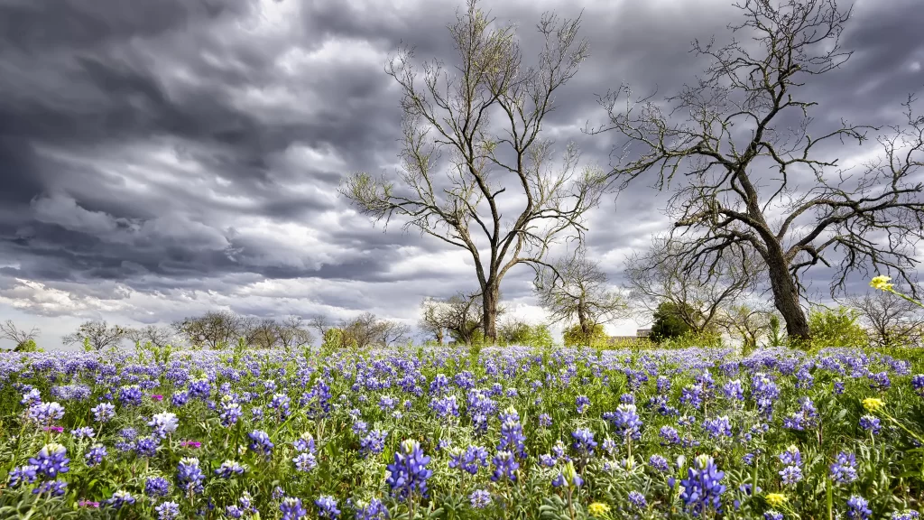 Blue Wildflowers Blooming Field Greenery Cloudy Sky