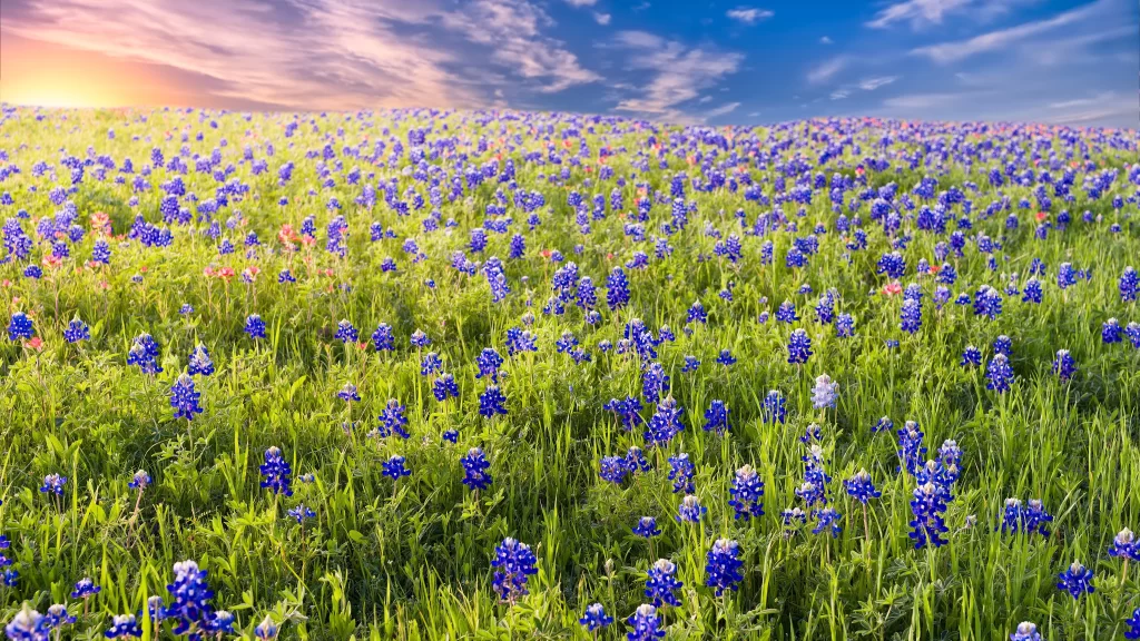 Blue Wildflowers Dense Field Greenery Sunlight