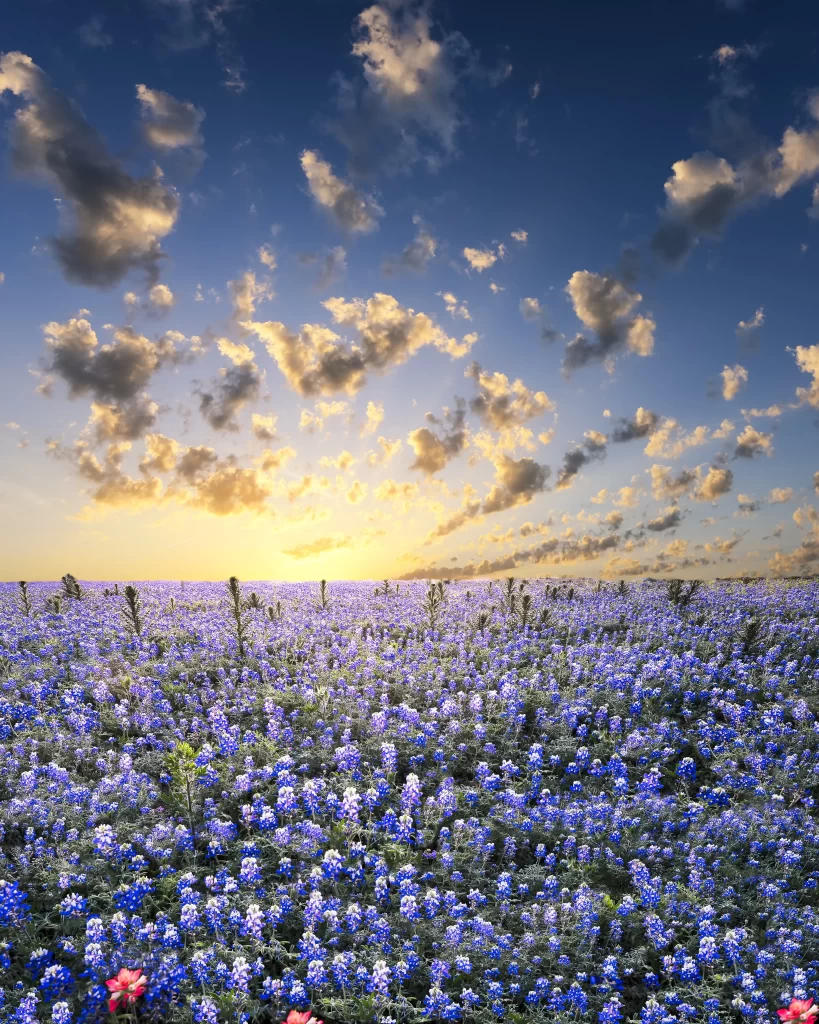 Blue Wildflowers Sunset Sky Clouds