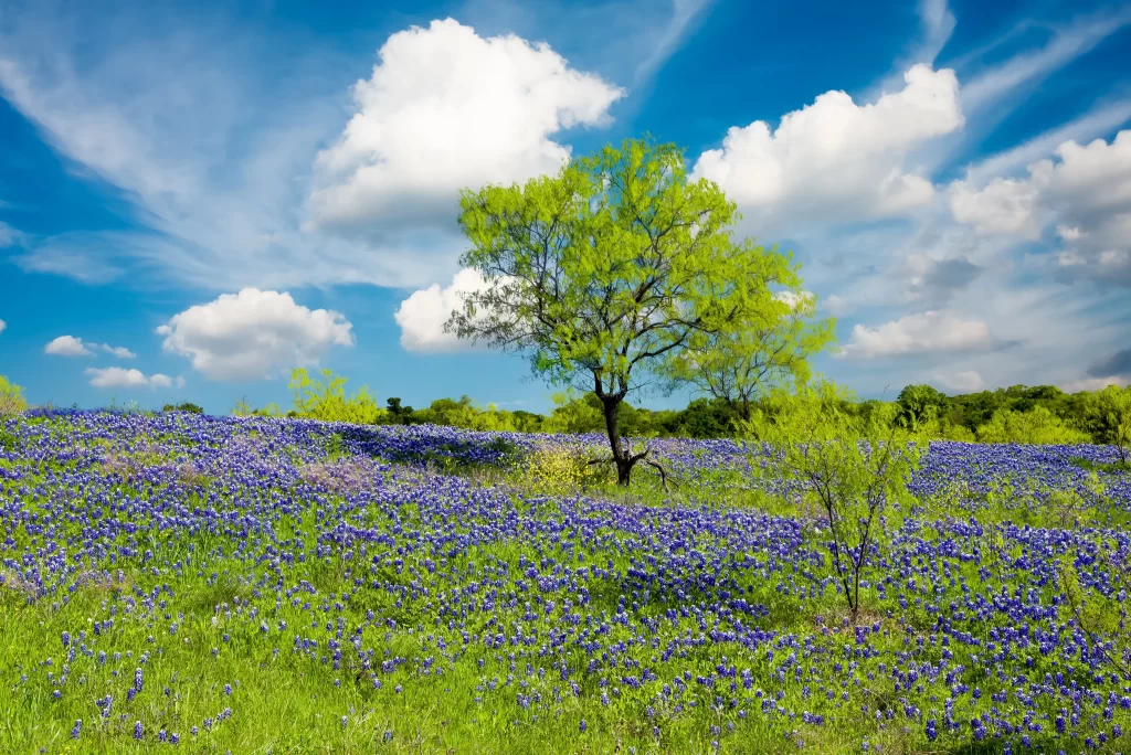 Bluebonnet Field Blooming Greenery Sky Clouds