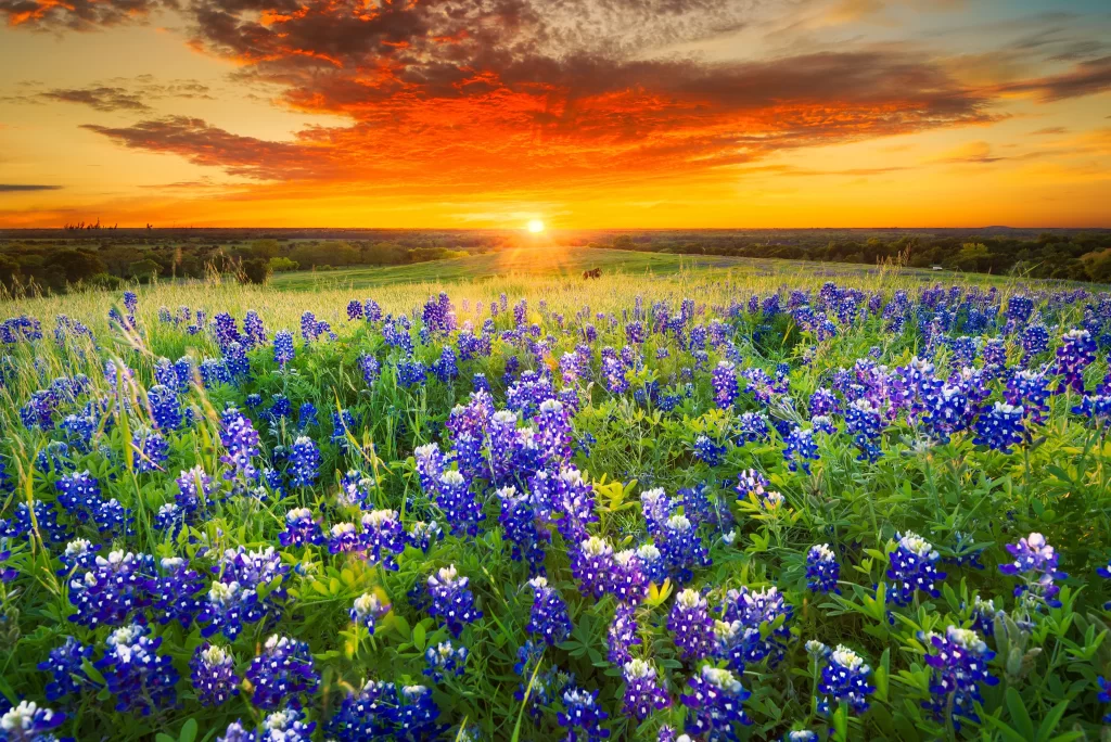 Bluebonnet Field Sunset Blooms warm Greenery