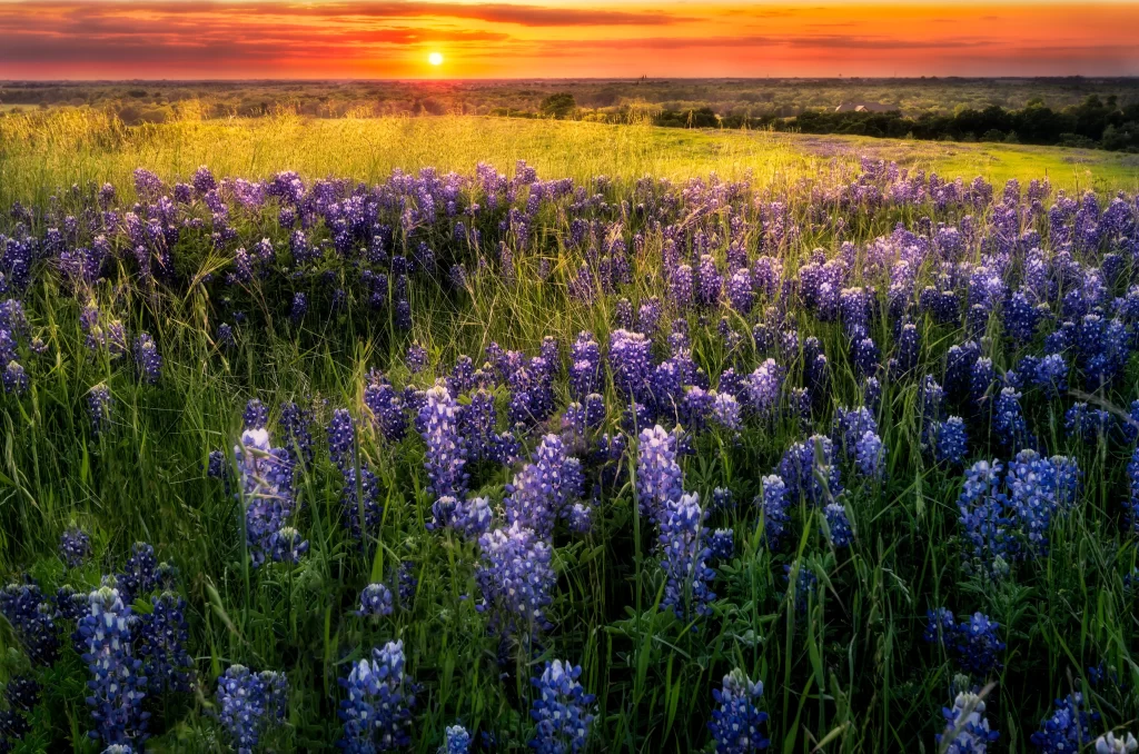 Bluebonnet Field Sunset Blooms gray Greenery