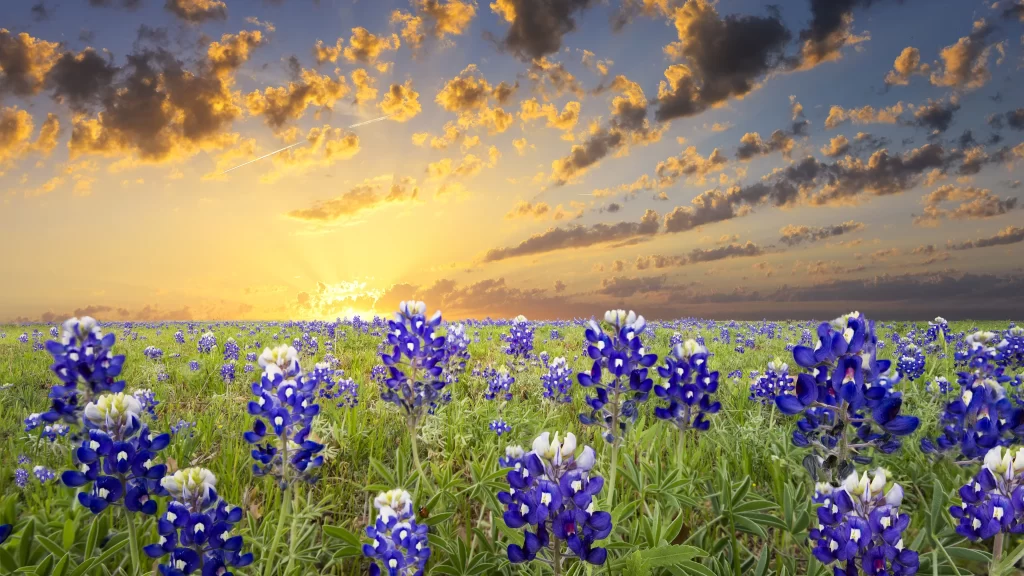 Bluebonnet Field Sunset Blooms Greenery Clouds