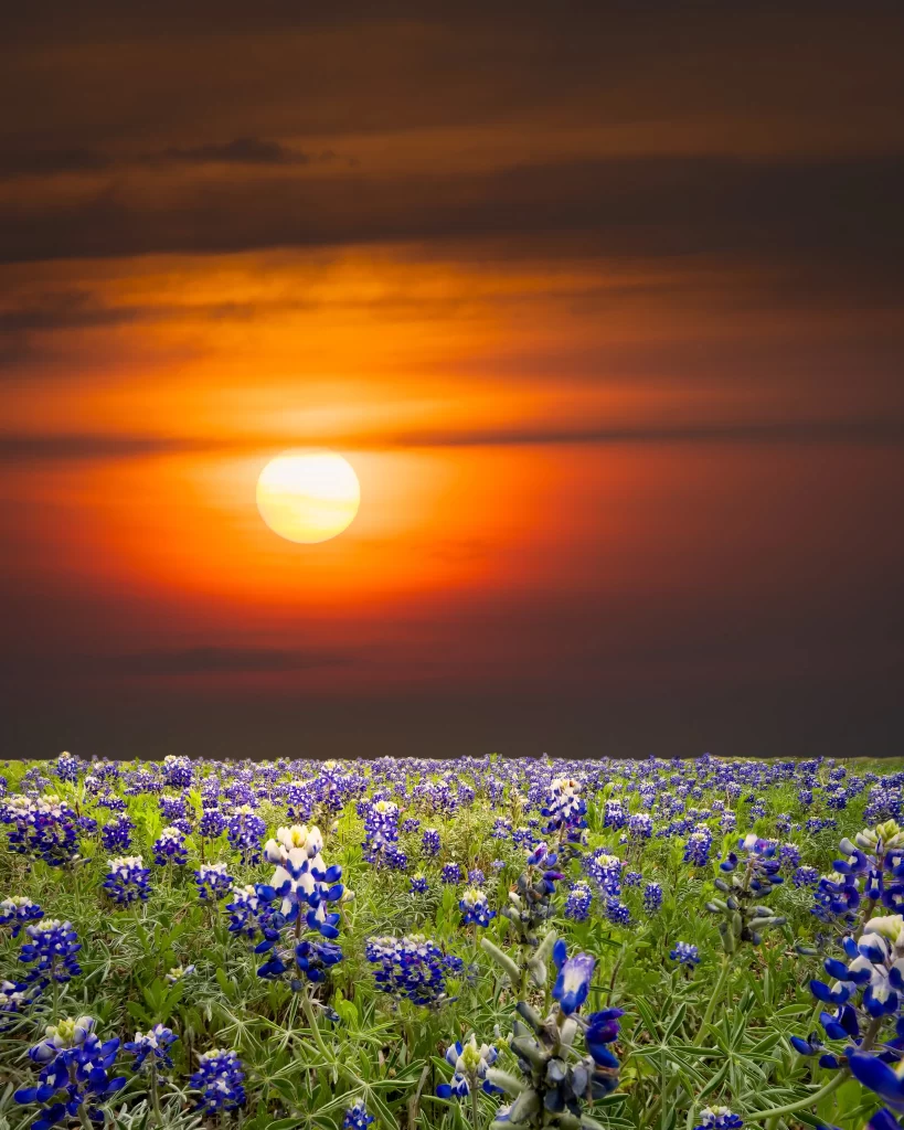 Bluebonnet Field Sunset Blooms warm Greenery