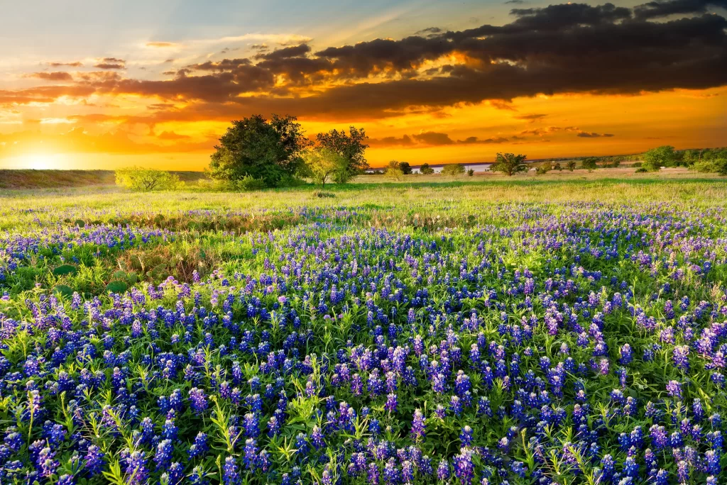 Bluebonnet Field Sunset Blooms Nature