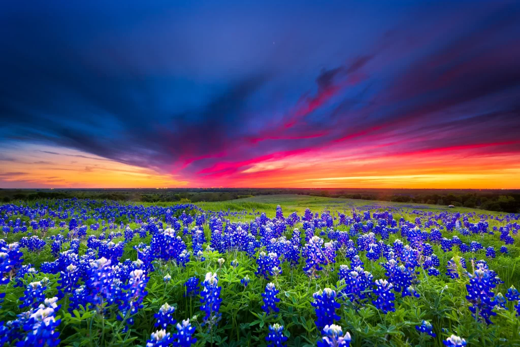 Bluebonnet Field Sunset Sky cool Clouds