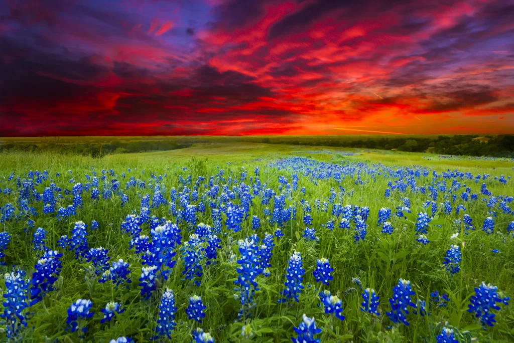 Bluebonnet Field Sunset Sky gray Clouds