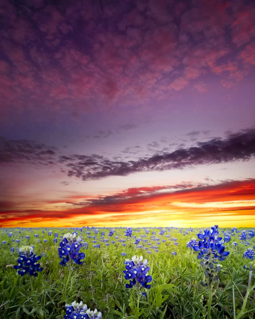 Bluebonnet Field Sunset Sky gray Clouds