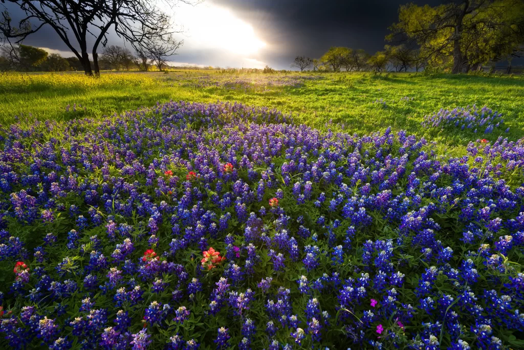 Bluebonnets Field Purple Sunlight Contrast