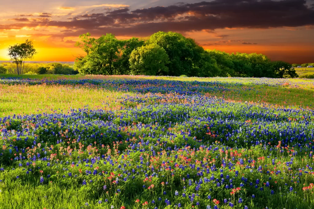 Bluebonnets Sunset Field Greenery Blooming Scenic
