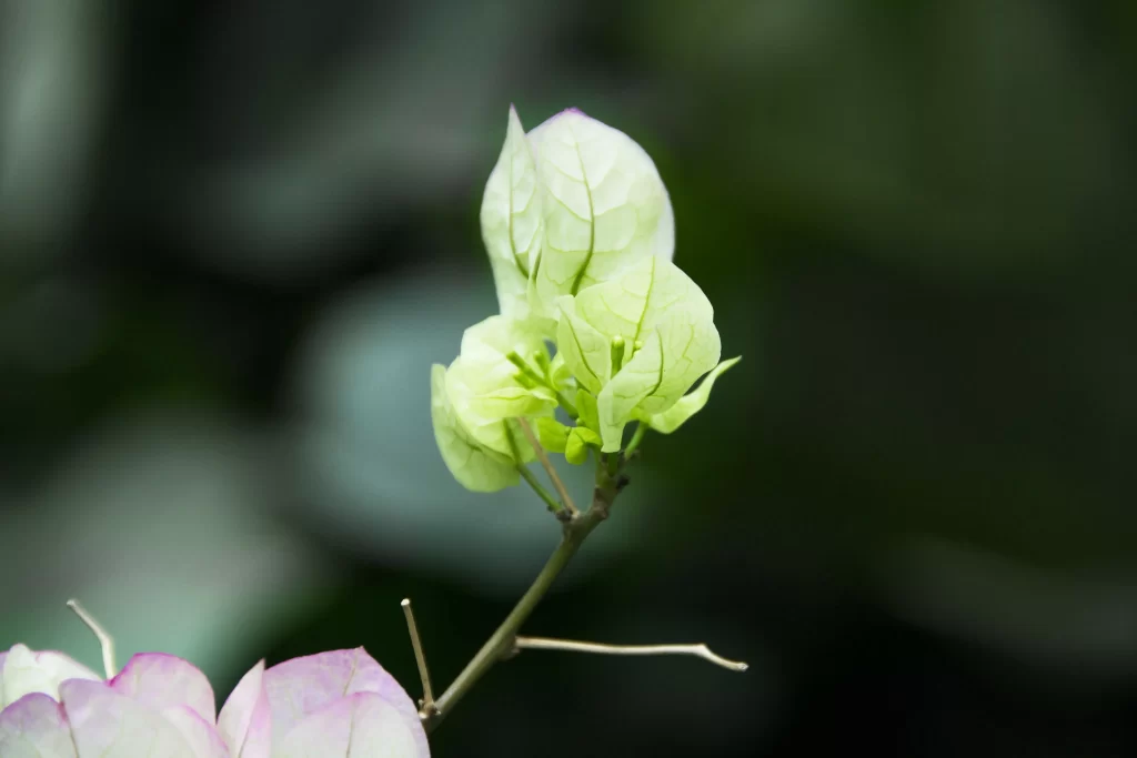 Bougainvillea Green Leaves Petals Stem