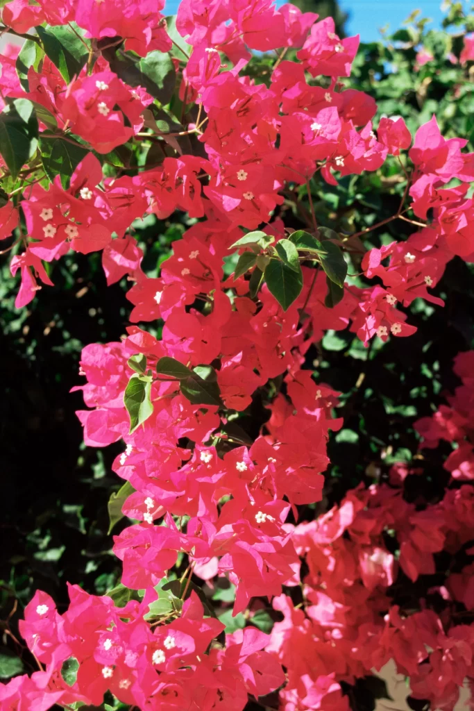 Bright Pink Bougainvillea Petals Dense Blooms Green Leaves