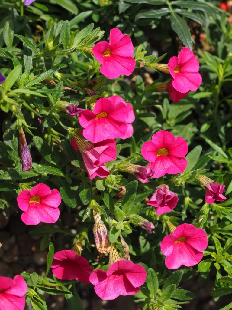Bright Pink Morning Glory Petals Blooming Green Leaves