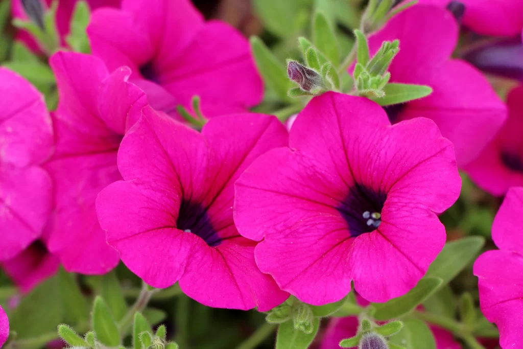 Bright Pink Morning Glory Petals Blooming