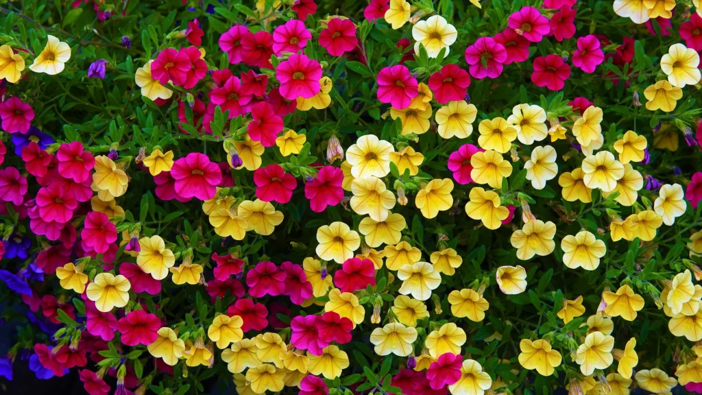 Bright Yellow Pink Morning Glory Petals Dense