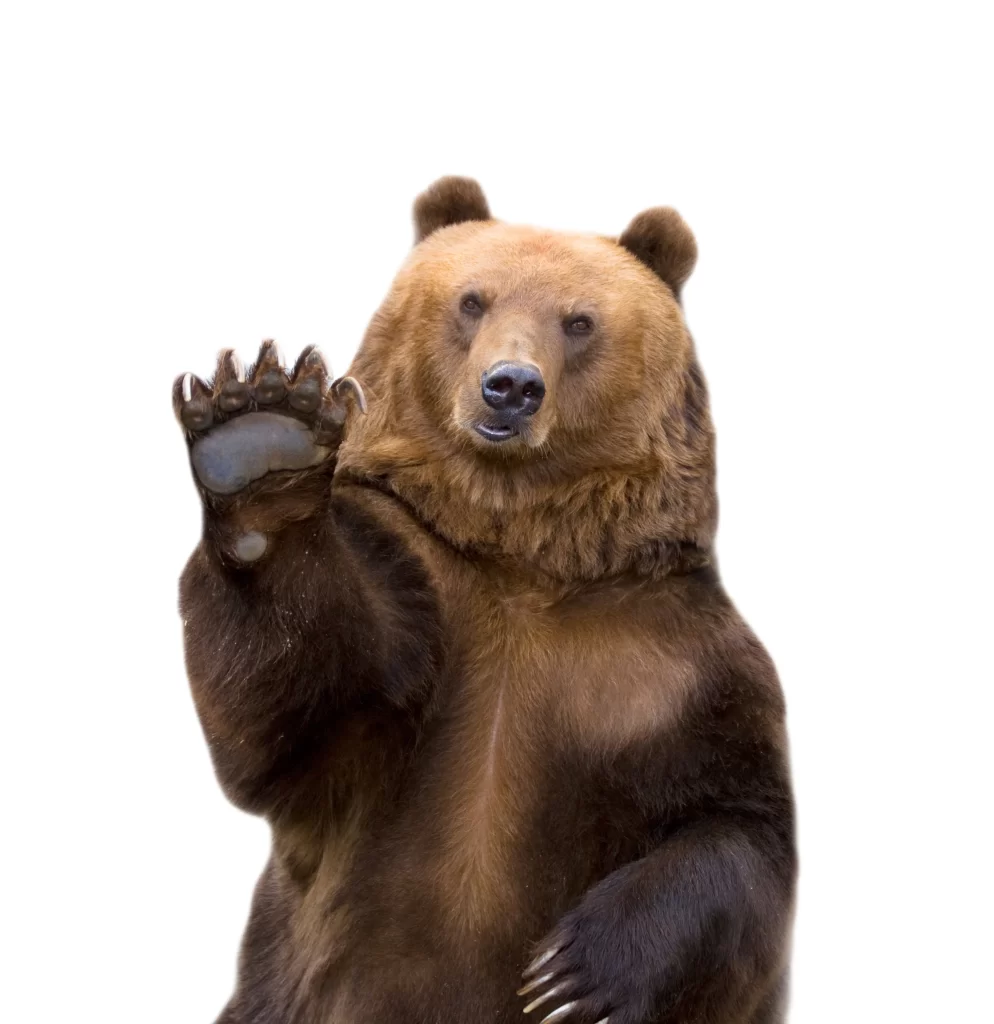 Brown Bear Standing White