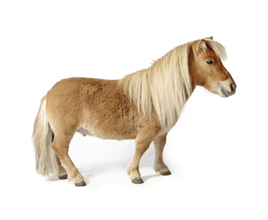 Brown Pony White Mane Tail