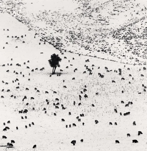 Buffalo Prairie Snowy Minimalist High Contrast Mysterious Nature