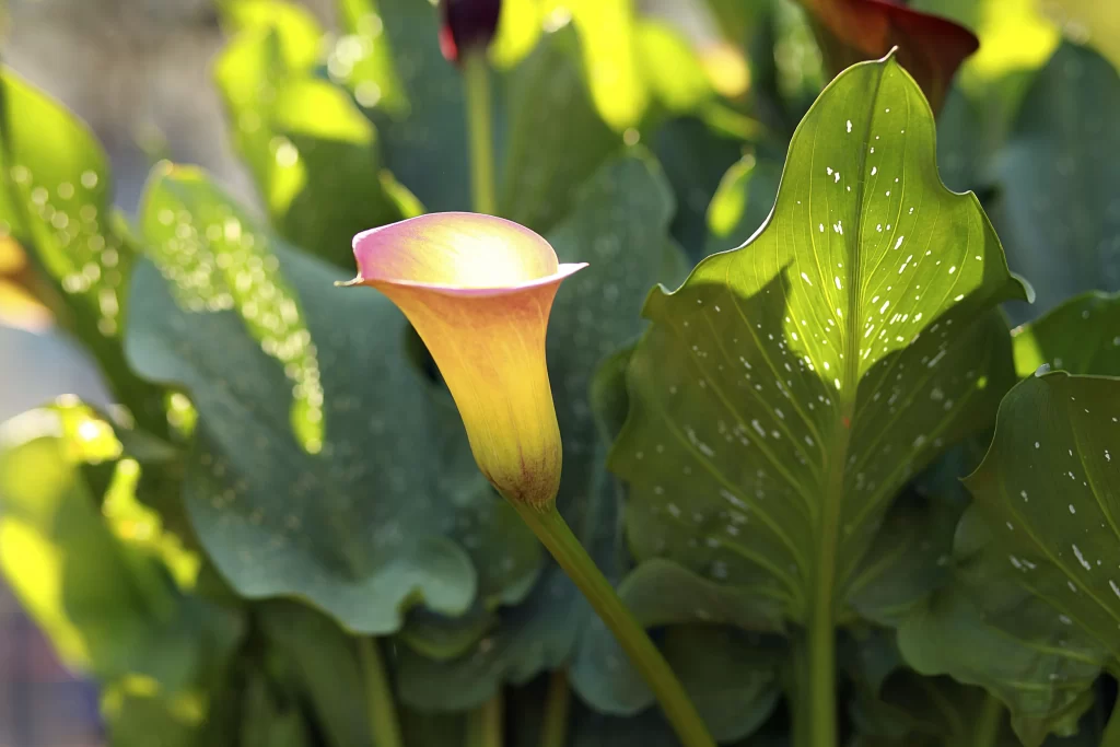Calla Lily Pink Yellow Green Leaves
