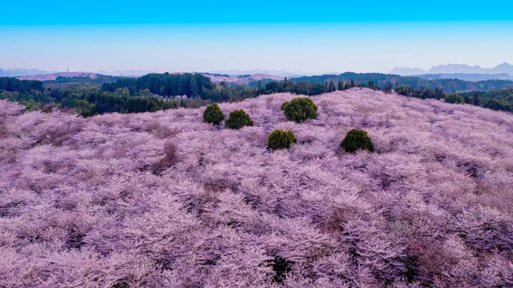 Cherry Blossom Pink Blooming Trees Scenic cool Landscape