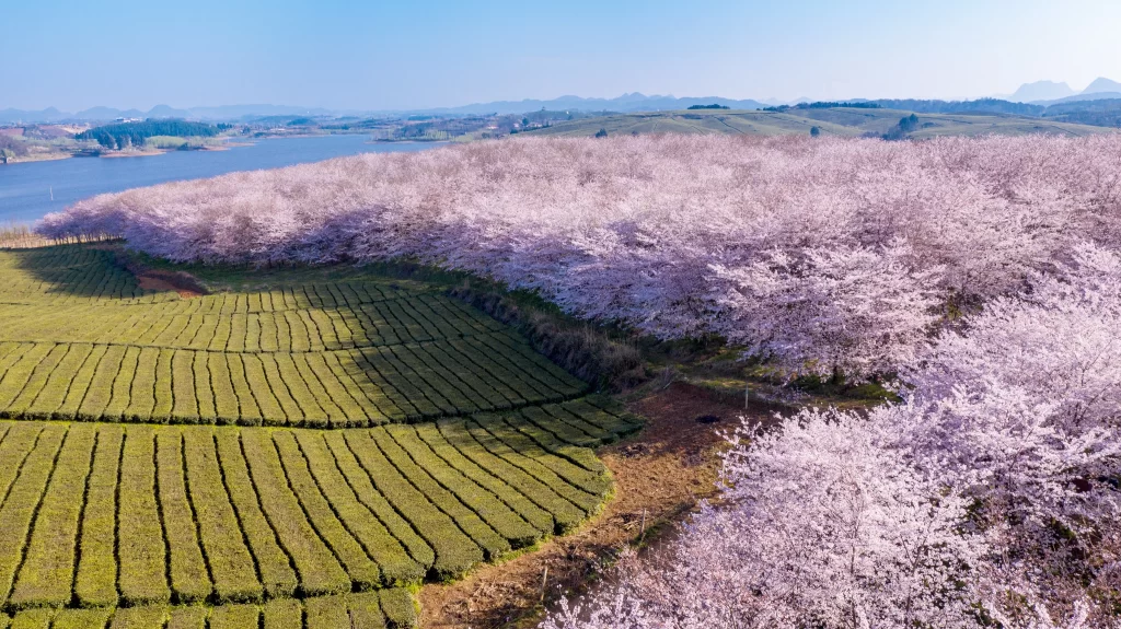 Cherry Blossom Pink Blooming Trees Scenic gray Landscape