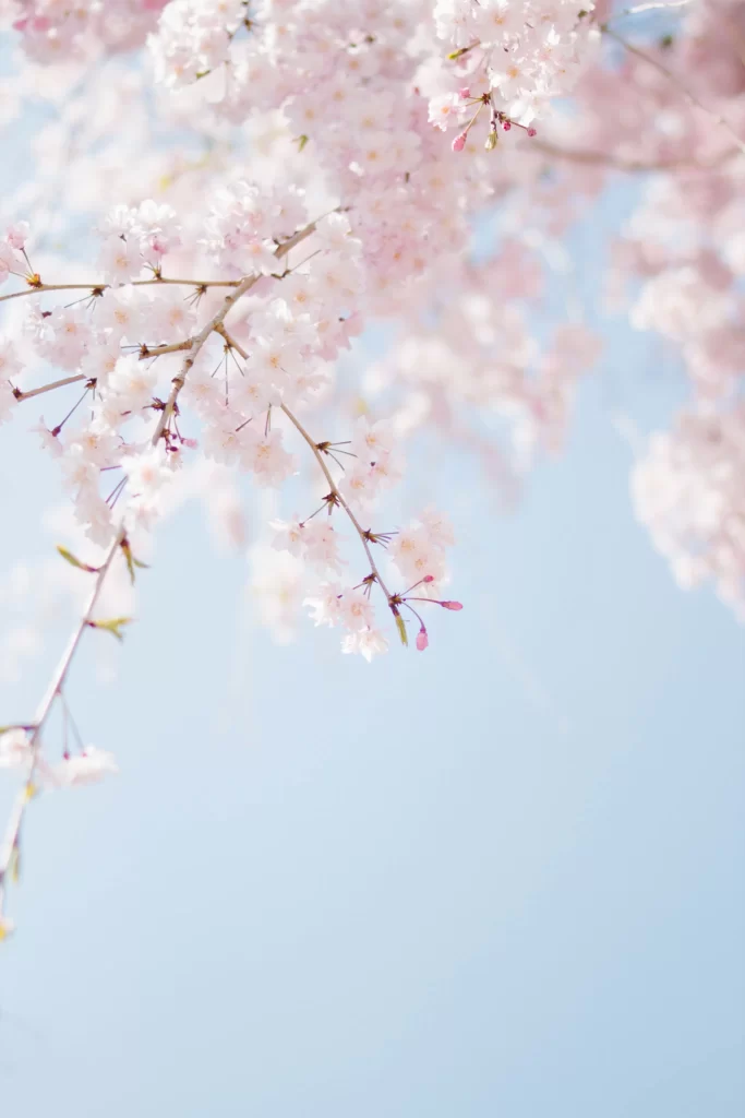 Cherry Blossom Pink Petals Soft Focus Branches