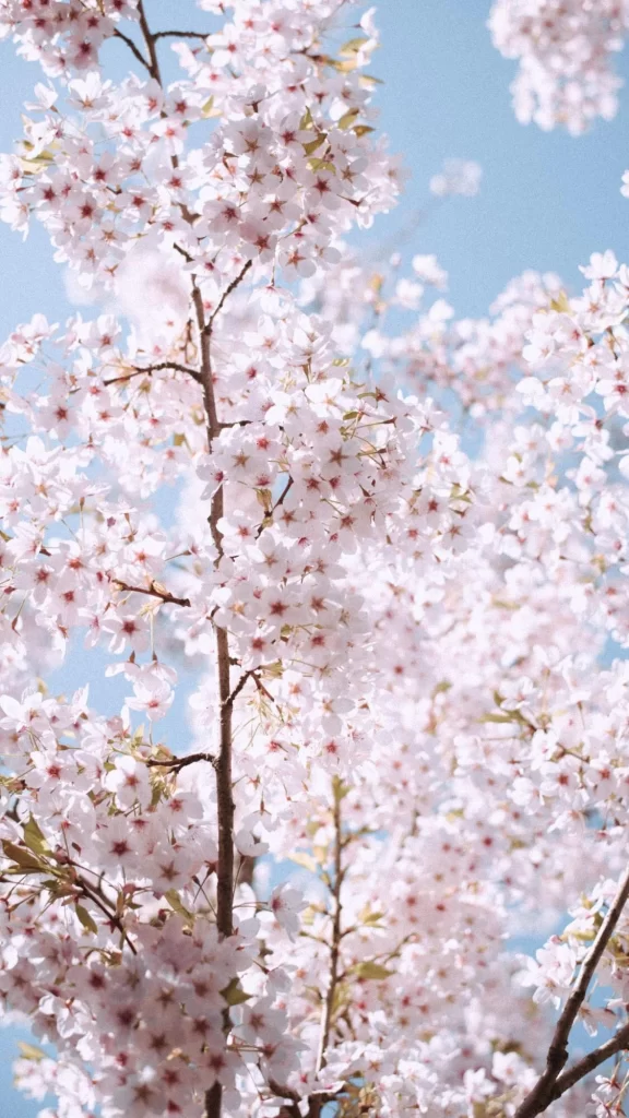 Cherry Blossom Pink Petals Branches Blue Sky