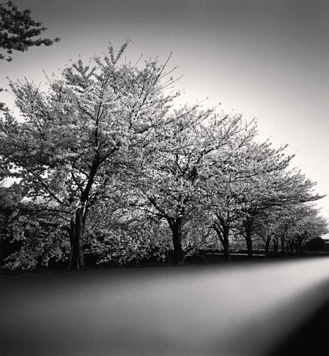 Cherry Blossom Trees Nature Minimalist High Contrast Timeless