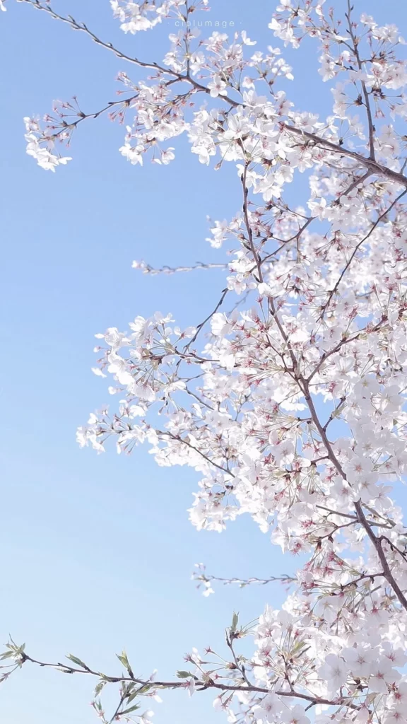 Cherry Blossom White Petals Branches Blue Sky
