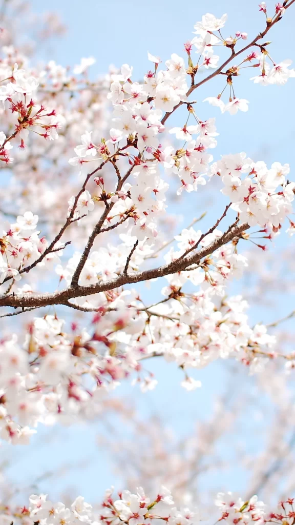 Cherry Blossom White Pink Petals Branches Sky