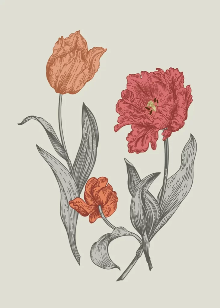 Classic Botanical Tulip Illustration Red Orange