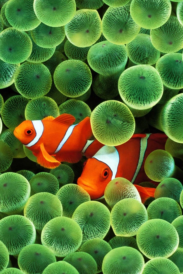 Clownfish Coral Reef Oceanic Life Marine