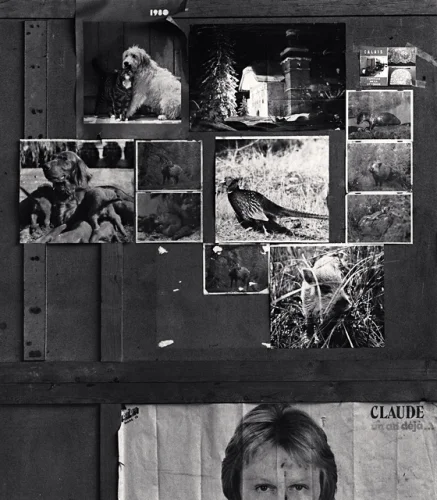 Collage Animals Textured High Contrast Mysterious