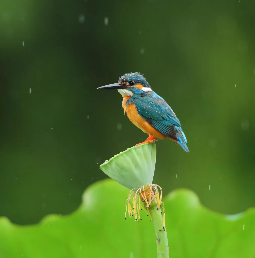 Colorful Bird Green Leaves Nature Wet