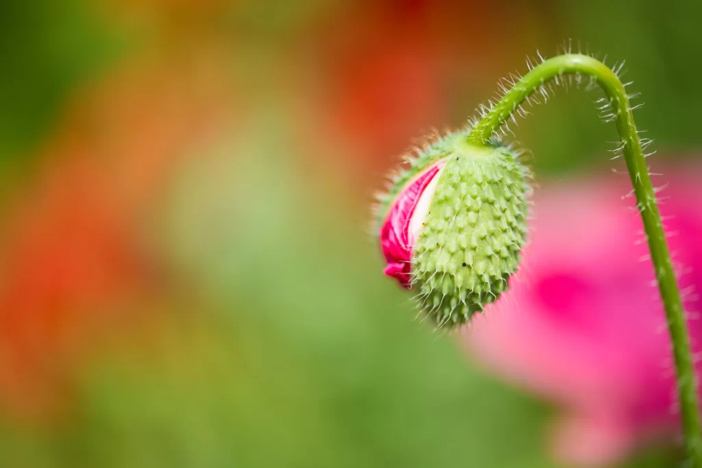Corn Poppy Bud Green Pink Petals