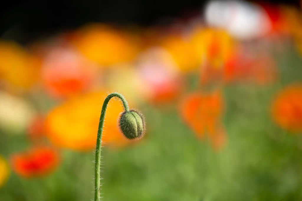 Corn Poppy Bud Green Stalk Orange Yellow Blurred Background