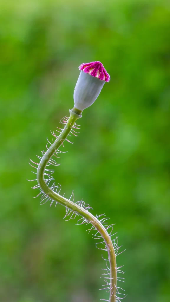 Corn Poppy Bud White Pink Stalk Hairs