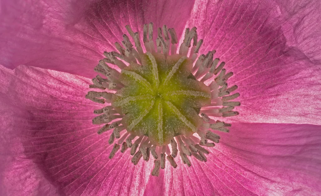 Corn Poppy Pink Petals Center Stamens